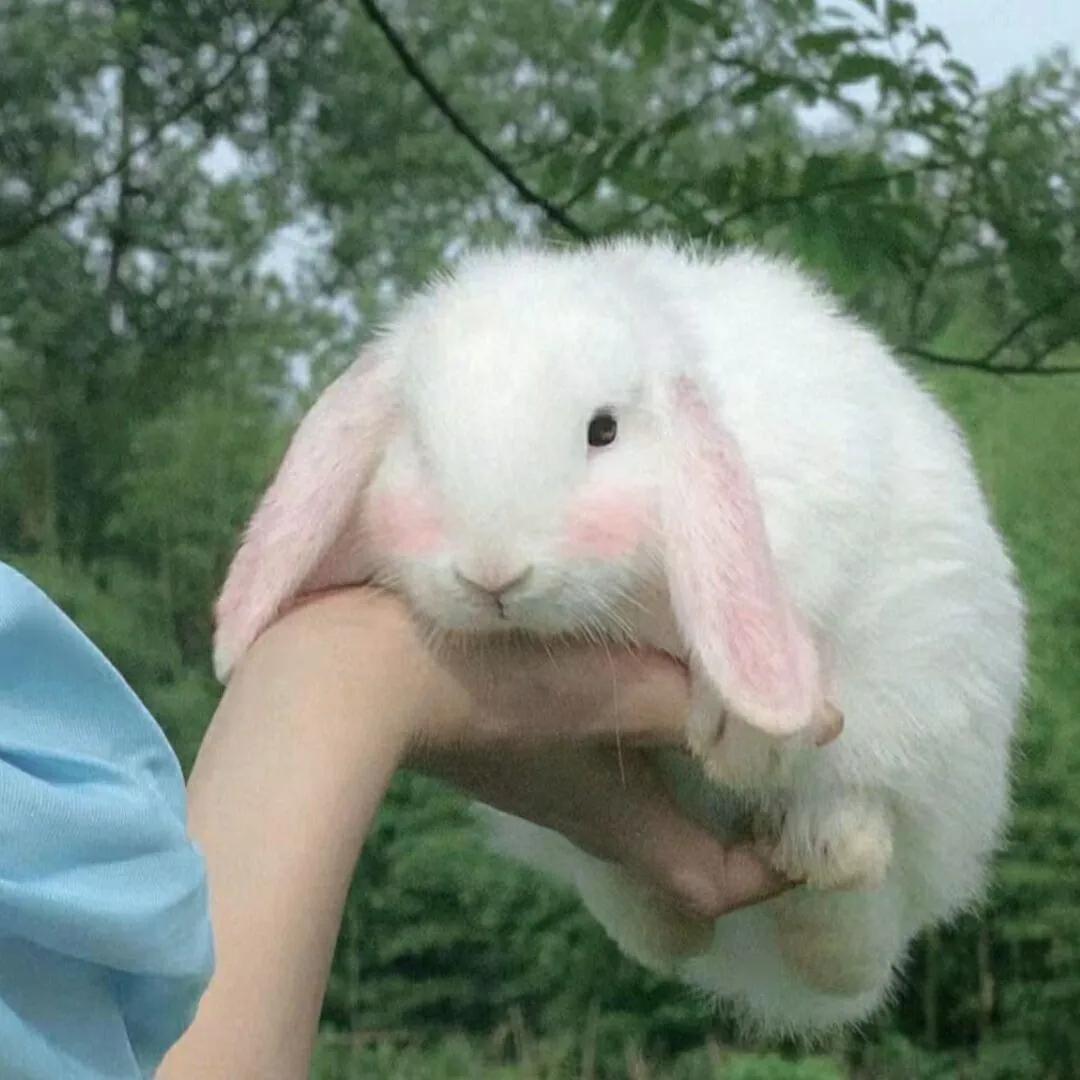 在网上买宠物兔全过程,网上购买宠物兔兔的饲养方式