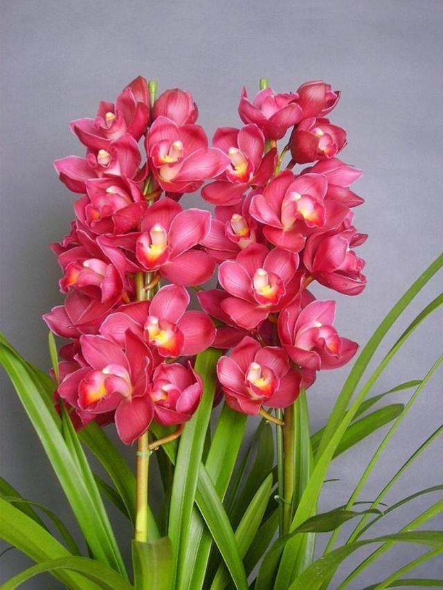 20种吉祥的花,20种年宵花高端又大气