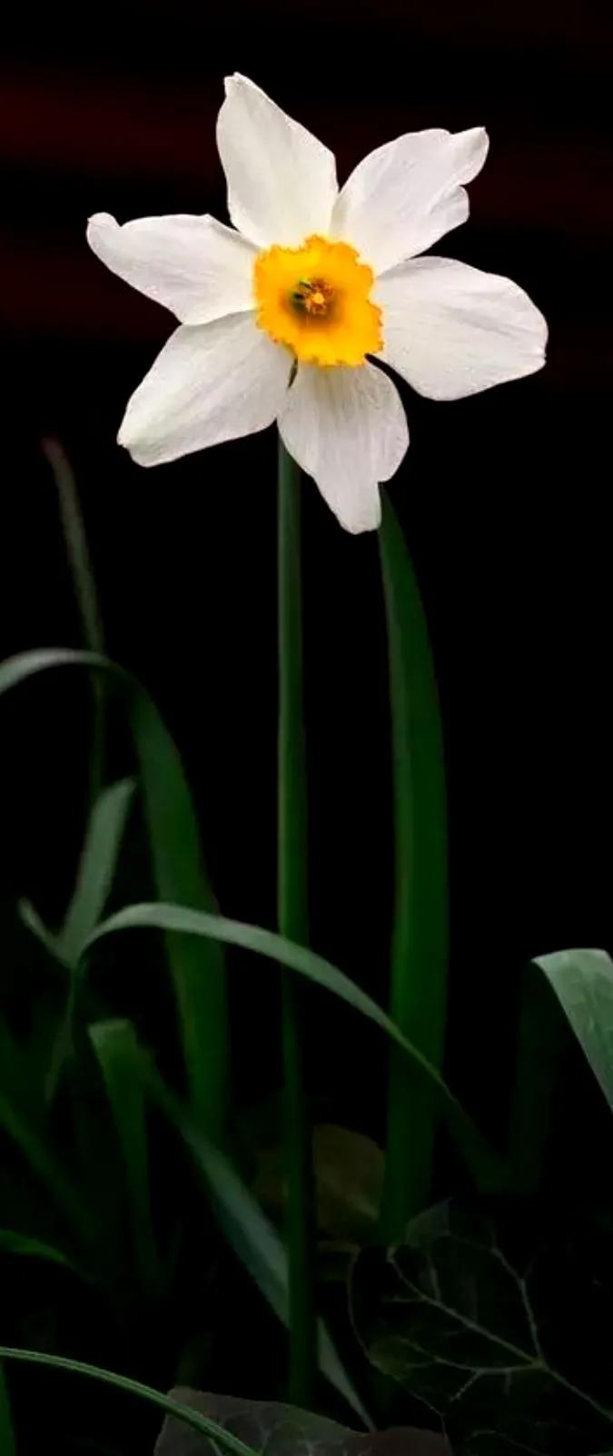 古诗词中的水仙花：飘零尘俗客再见水仙花
