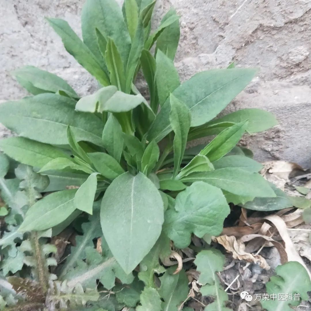 植物幼苗的发展过程详细,植物的幼苗在生长过程中