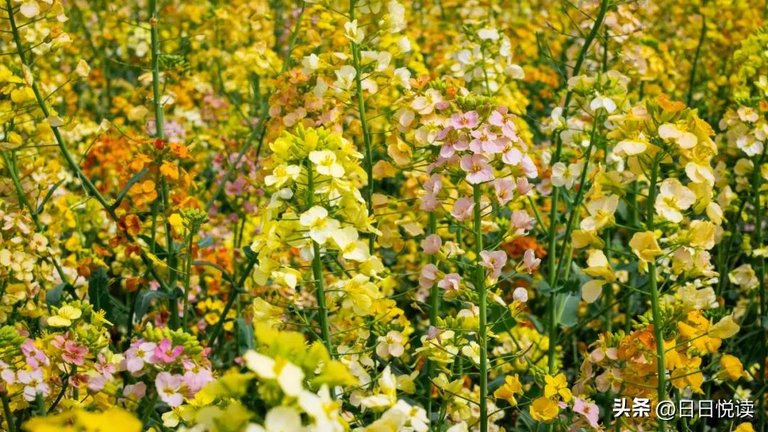 湖北荆州：石首“繁花”上大分↑即将刷爆朋友圈！