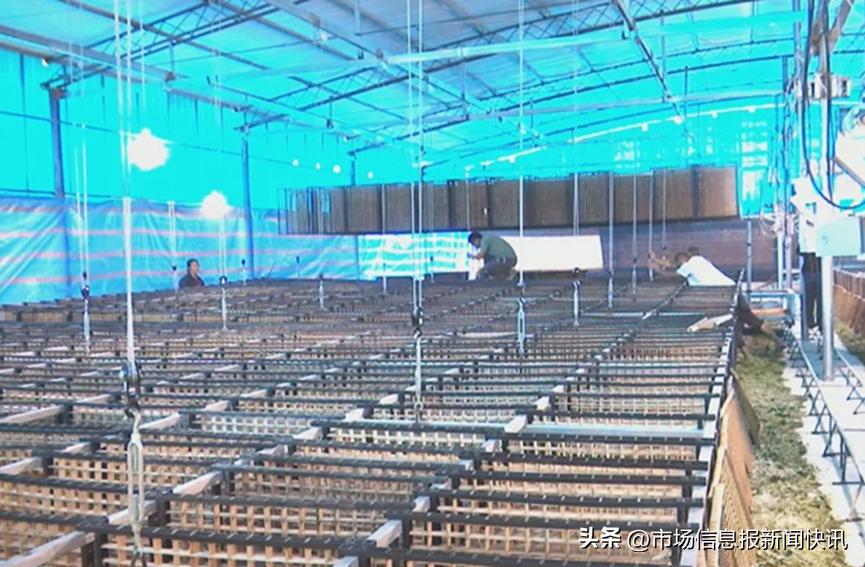 石楼激发内生动力推进乡村振兴,凤鸣朝阳助推乡村振兴