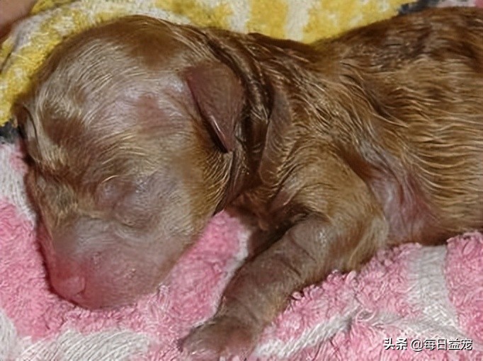 狗狗刚出生是白色的慢慢发黄,狗狗刚出生能看出是什么品种吗