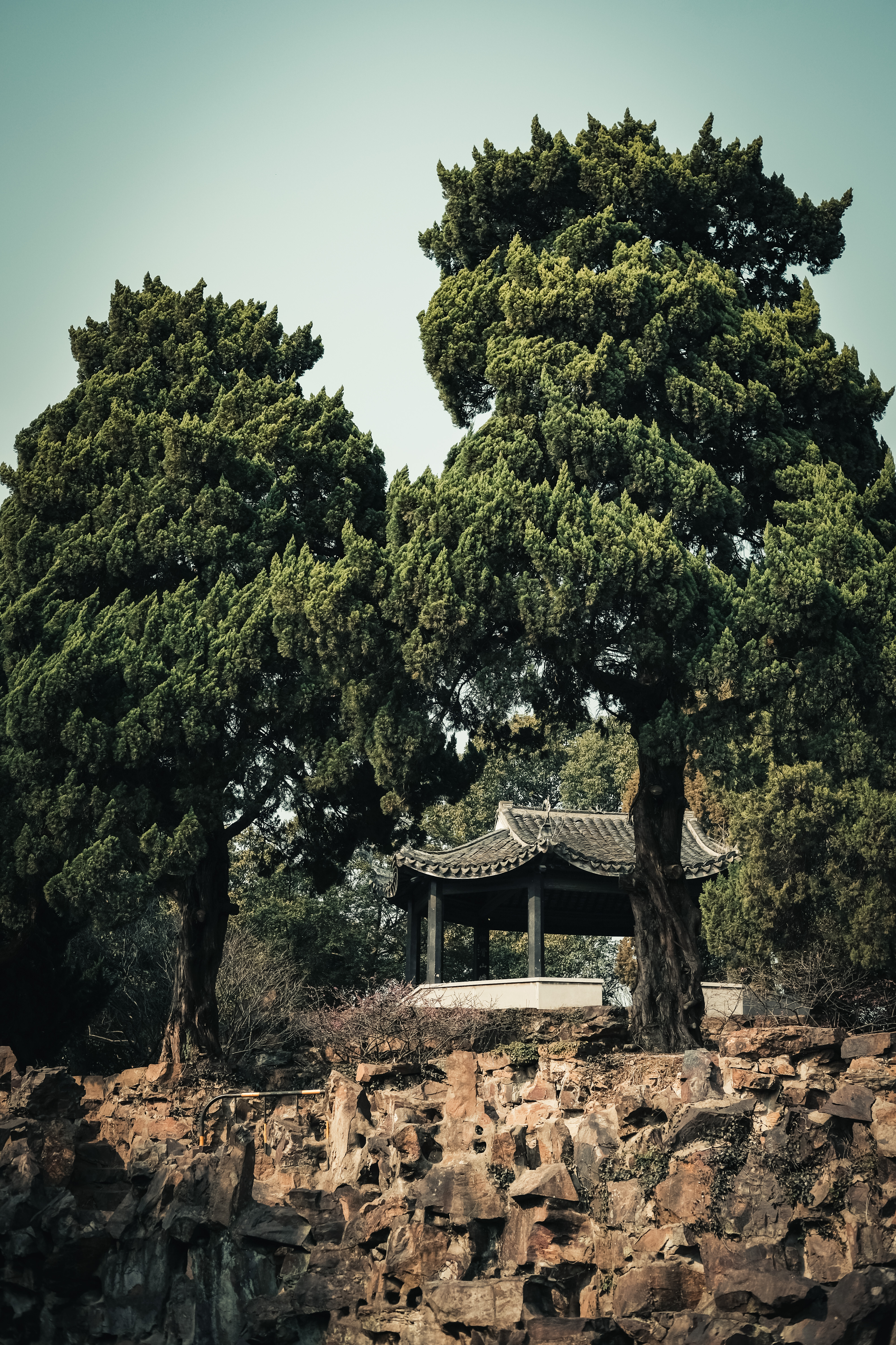 老梅园，你没有游览到；你游览的只是新梅园