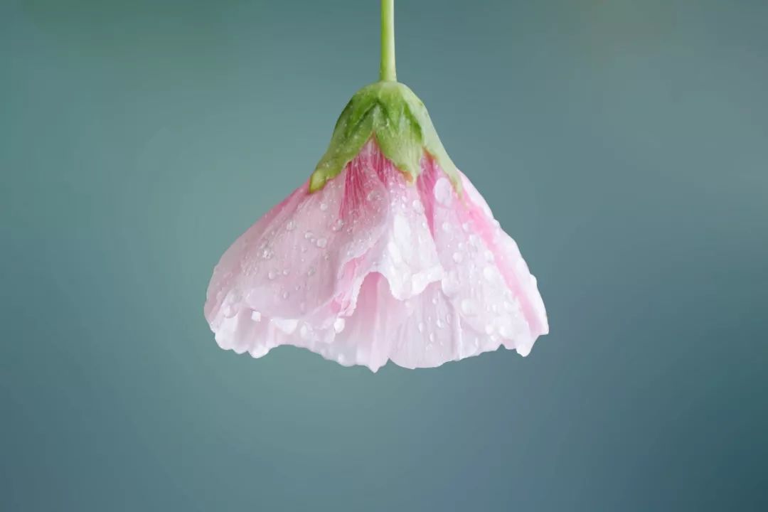 唐诗宋词著名对偶句,50首唐诗对偶的句子