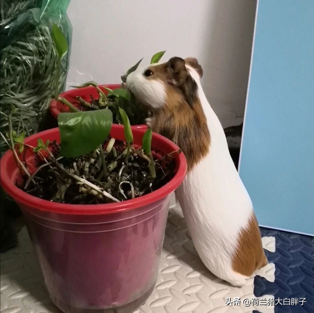 喂养荷兰猪它都吃什么,荷兰猪吃些什么东西怎么喂养的