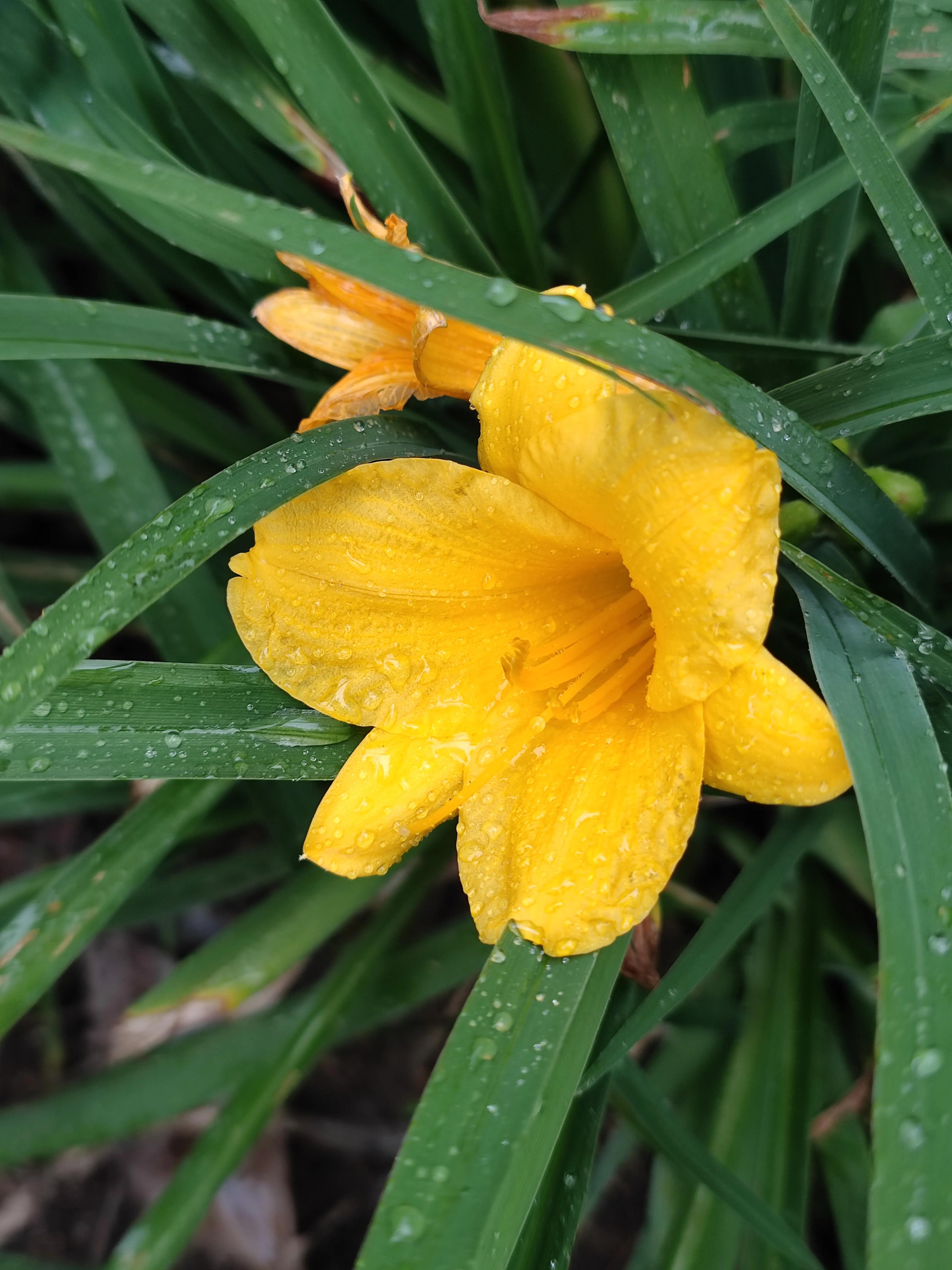 四季花开大花浓香型,奚秀兰演唱四季花开
