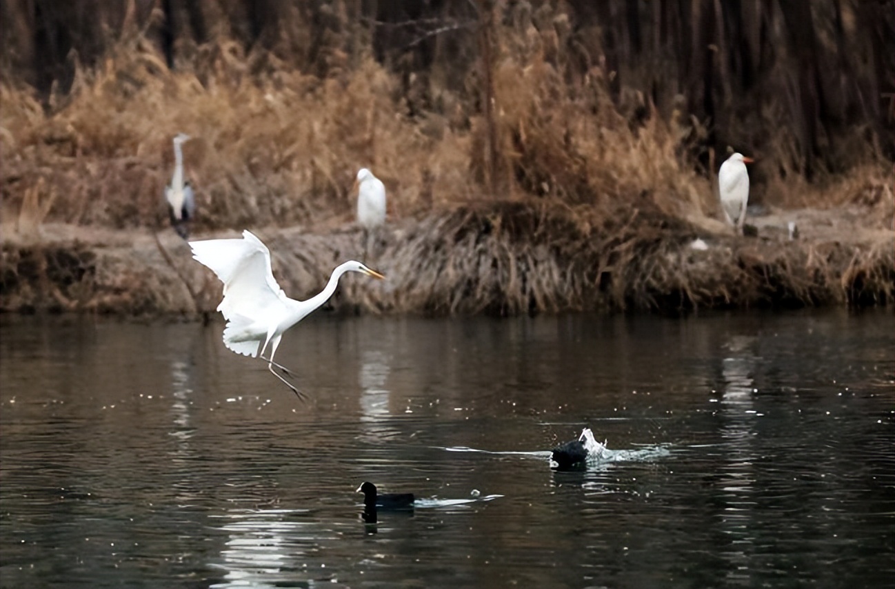 一泓清水入黄河的作品,一泓清水入黄河主题书法作品