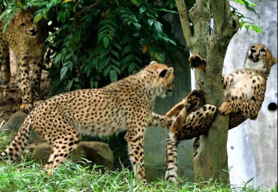 别人家的猫是液体还是固体,猫都是水做的