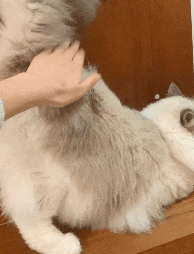 抖M大橘猫酷爱被打屁股，否则就骂骂咧咧：我是你修来的一屁股债