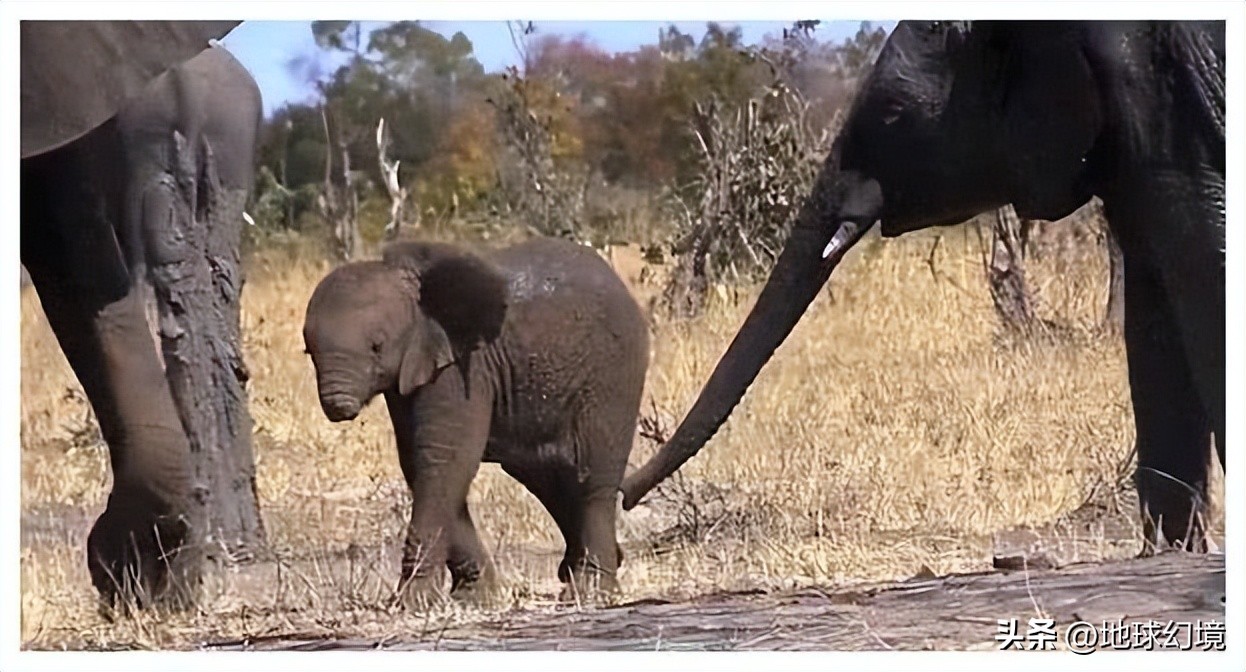 35张悲惨动物照：悲惨小象被捕兽夹弄断鼻子，章鱼被塞进西瓜做菜