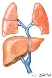 门静脉的解剖位置,门静脉的解剖及病理生理
