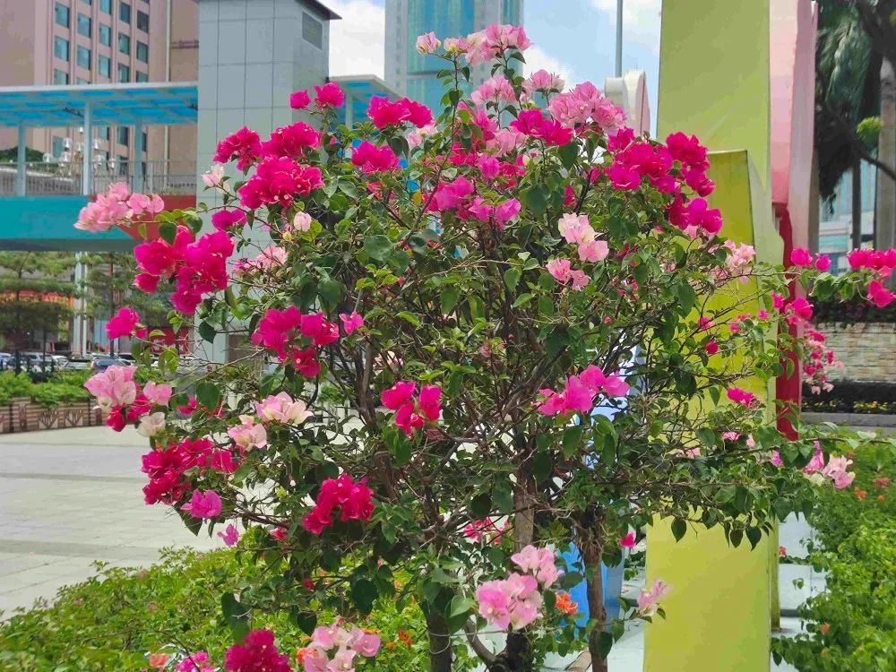 40年前TA被选为江门市花，如今成片成群绽放，扮靓整座城市！