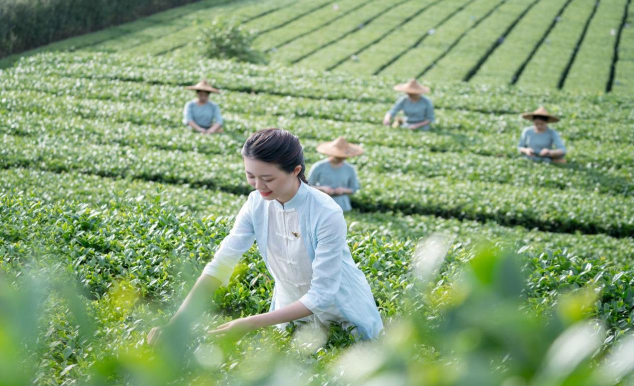 寻得观音第一香，就能想到八马茶业，不愧是个懂茶的人