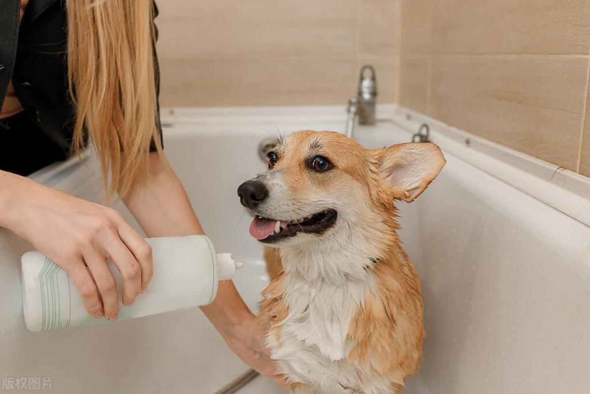 与宠物有关的人畜共患病有哪些,与猫狗亲密的危险