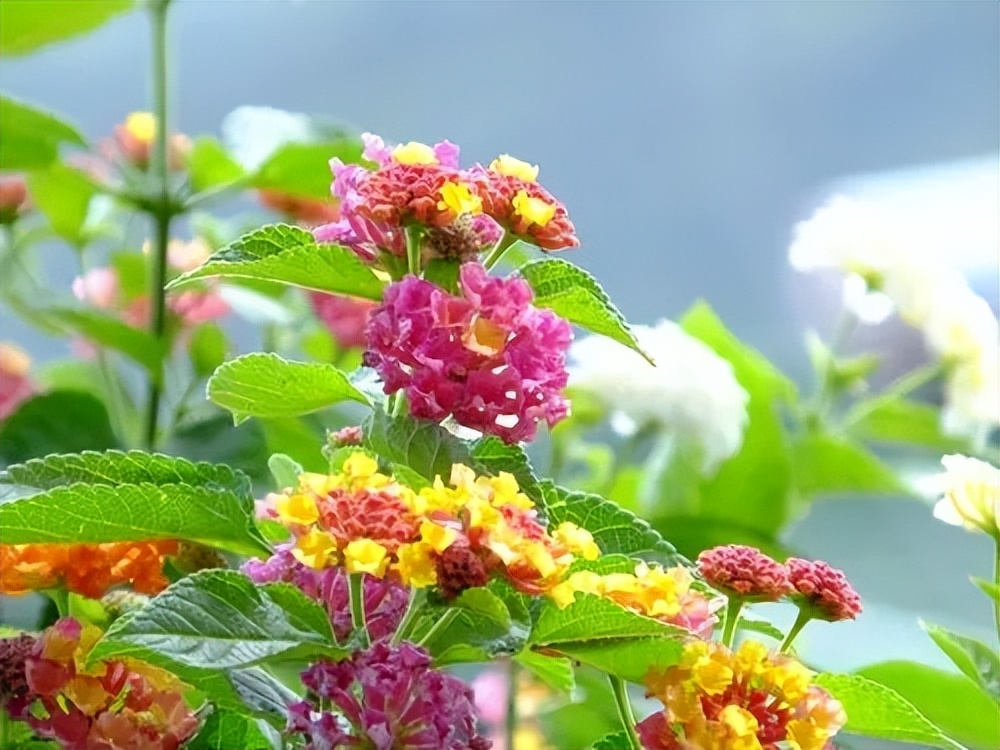 养花有小蚊虫用什么办法可以消灭,家里养花驱蚊虫小妙招