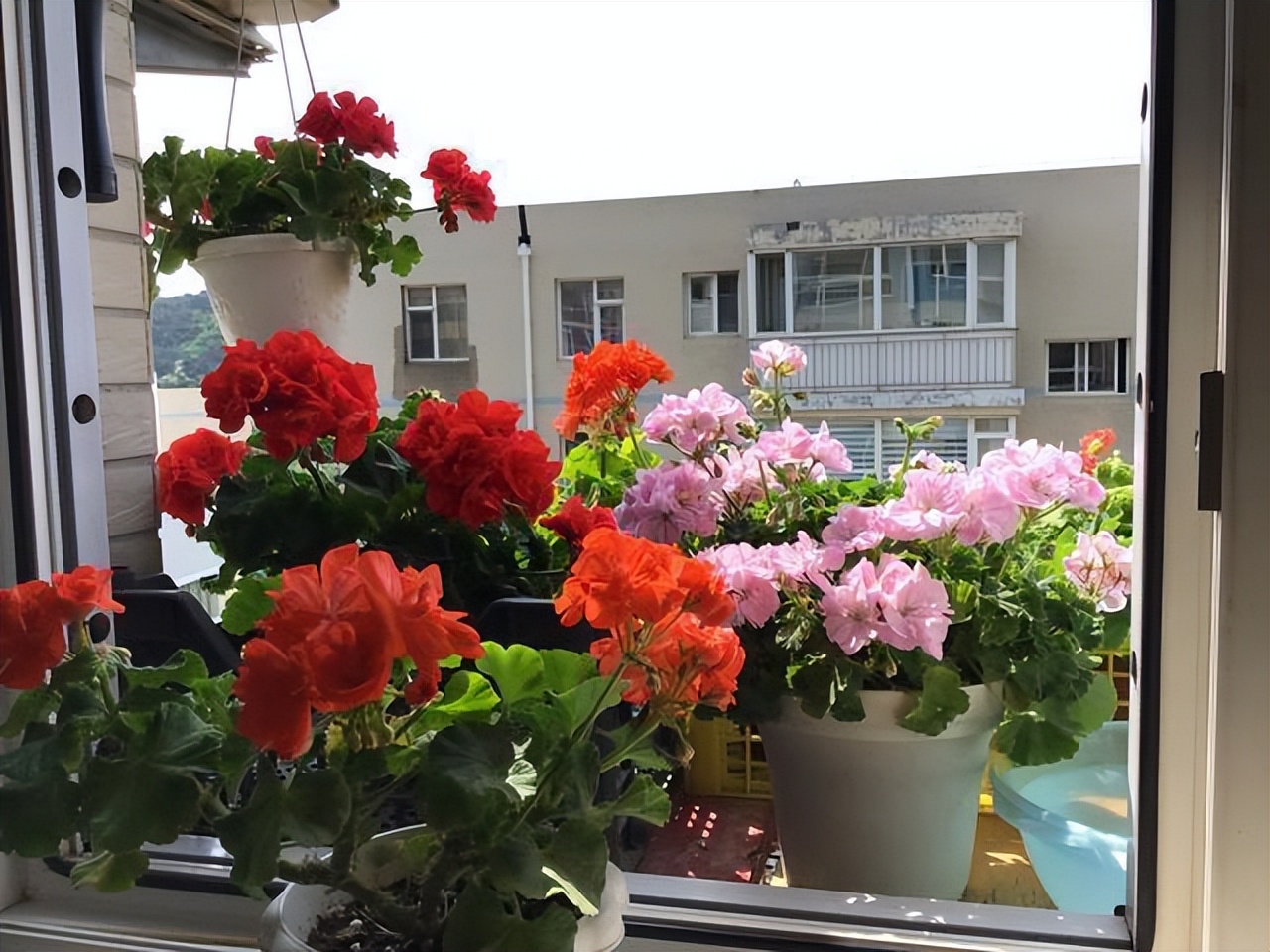 比绿萝长得快的花卉,此花香气扑鼻比绿萝好养