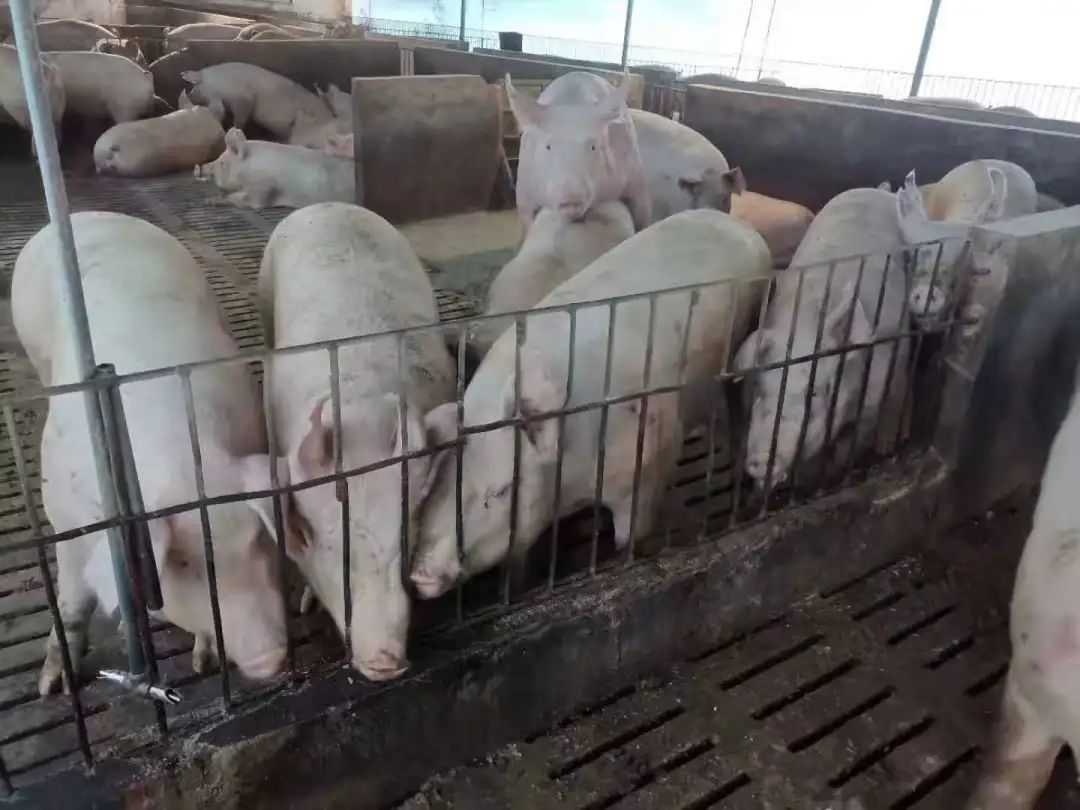 猪厂上班女孩,00后女孩在猪场上班