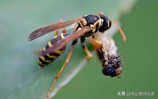 螨类害虫的农业防治措施,农业昆虫与害虫防治