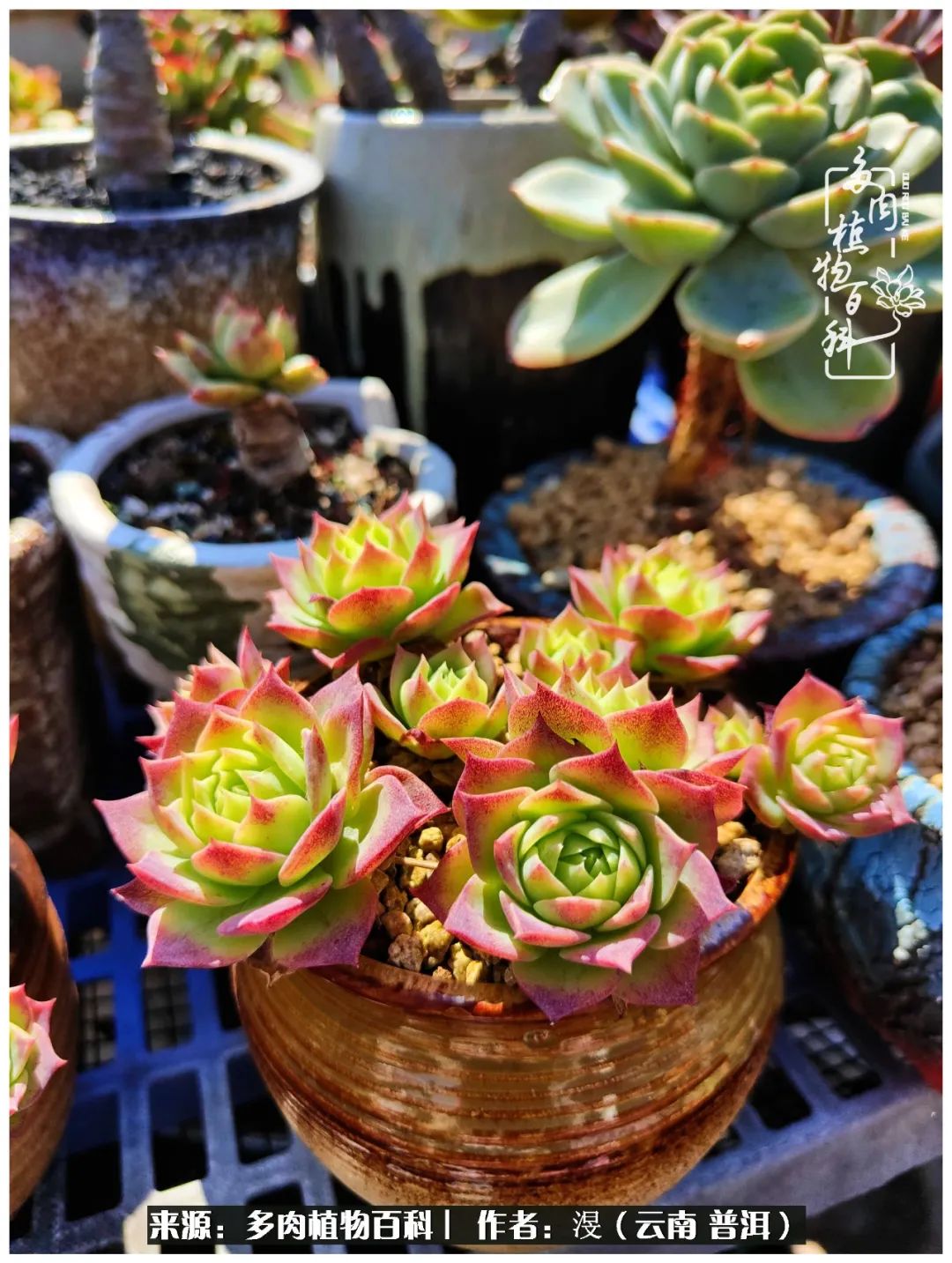 云南的冬天没有云！养肉七年，不谈得失，只论陪伴！