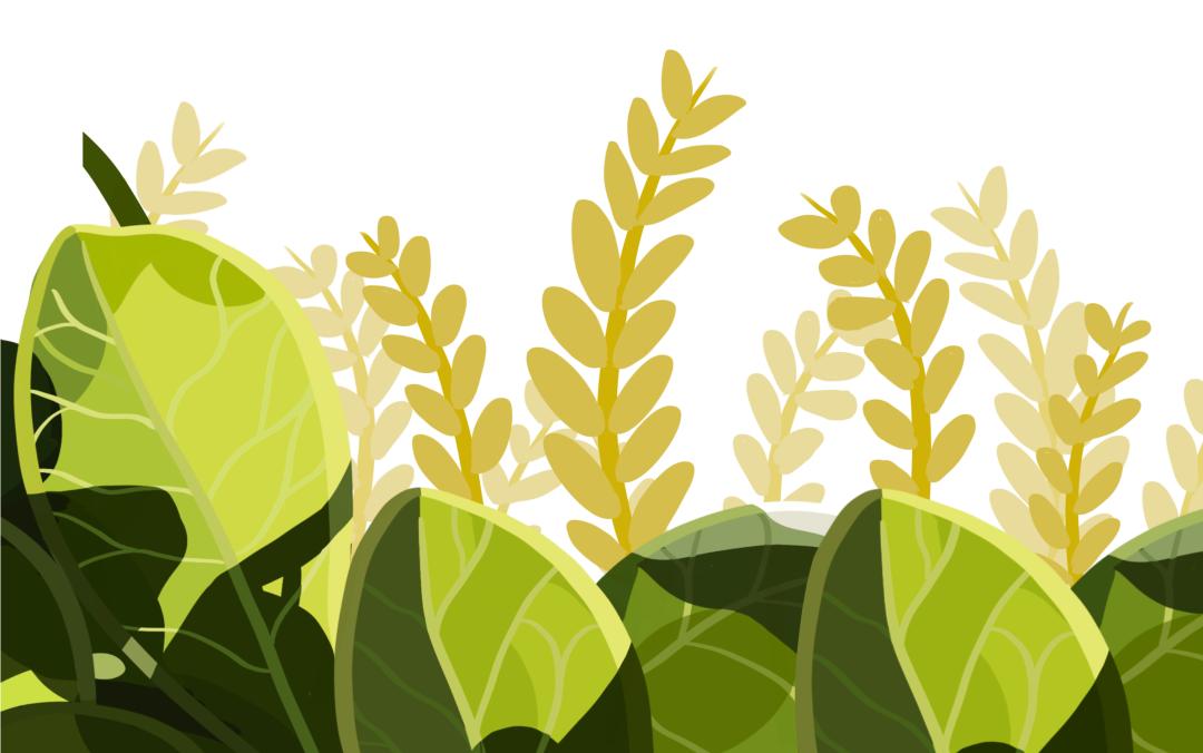 英仙座流星雨在8月14能看到吗,2021年8月14日英仙座流星雨