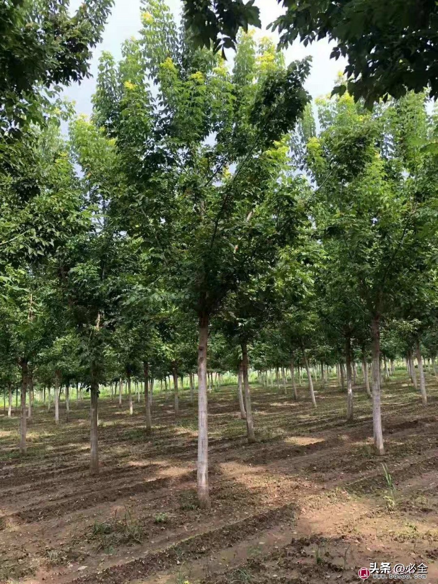 园林绿化主要施工措施,园林绿化施工原则及工艺流程