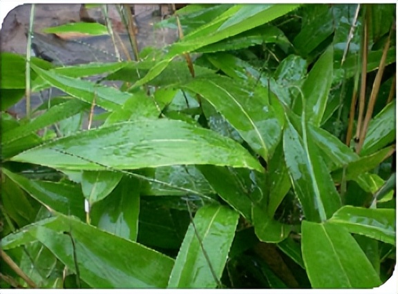 绮界鍜岀步鍙剁殑鍖哄埆,鍥涙柟绮界敤鍝绮藉彾