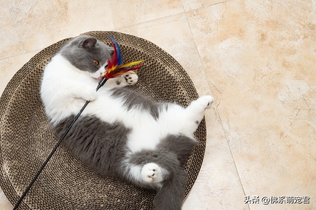 猫咪晚上嗷嗷叫是怎么回事,猫咪半夜叫声可怜