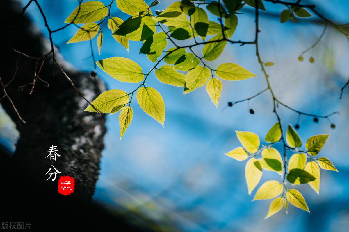 精彩推荐|旷野牧童：春之节令吟,组诗6首