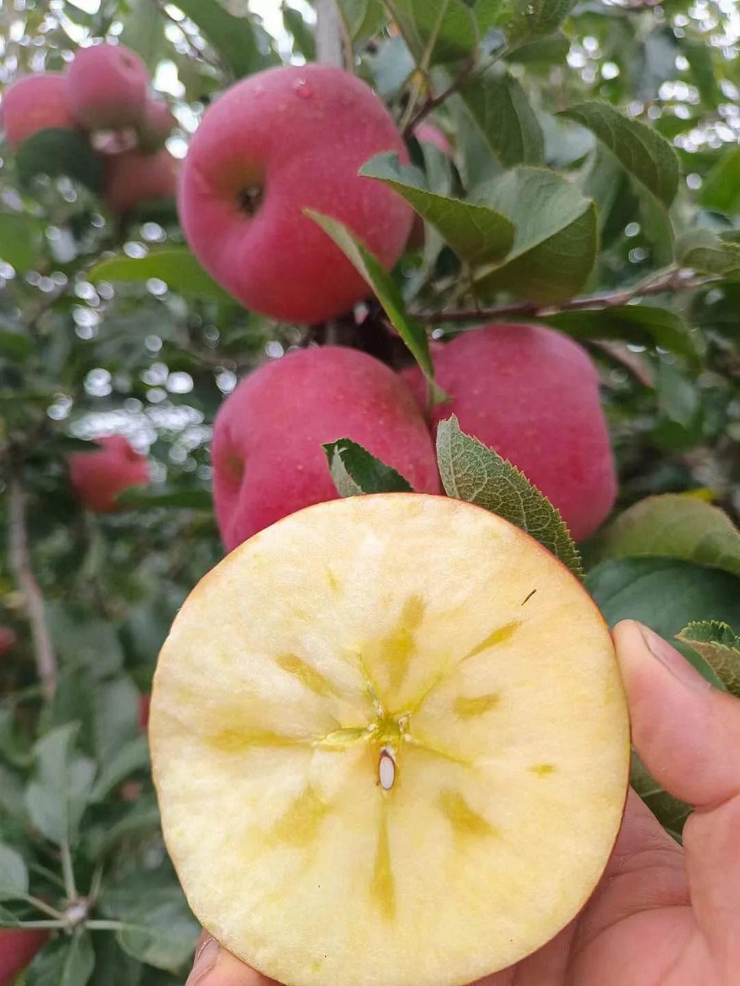 中国最好吃的六大苹果排名,全国最好吃的苹果产自哪里