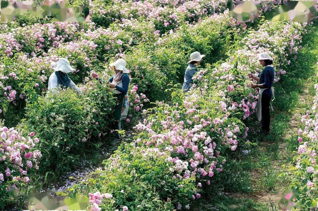 世界香水圣地格拉斯照片,格拉斯有哪些香水品牌