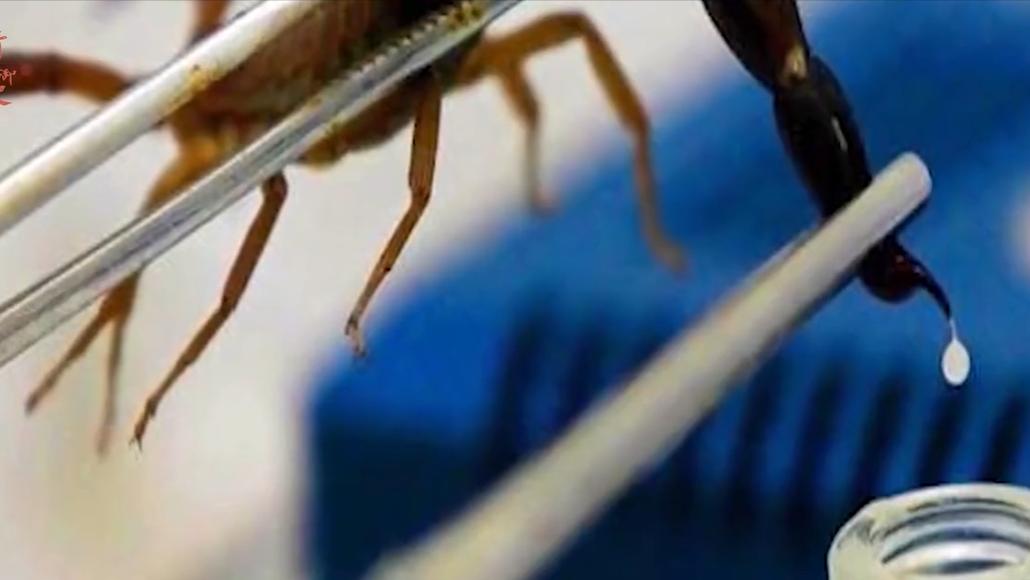 盘点十种神奇动物的价格,盘点五种有巨毒的生物