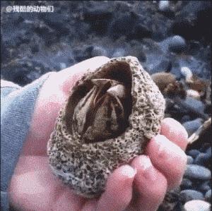 中国人吃藤壶,哪个地方的人吃藤壶