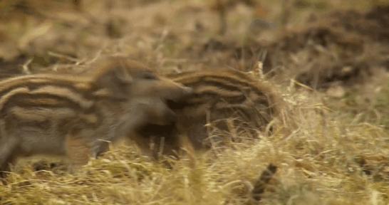 为什么野猪比老虎可怕,一猪二熊三老虎猎人