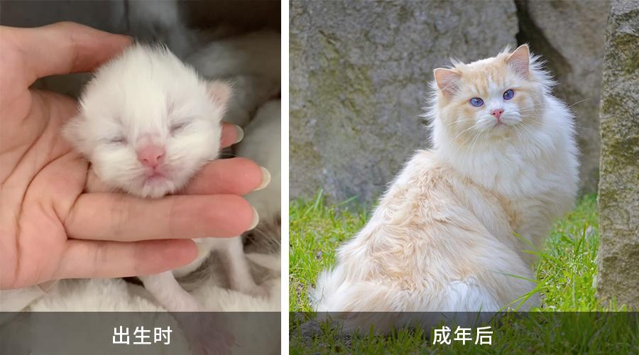 基因技术重大突破,基因科技的重大突破