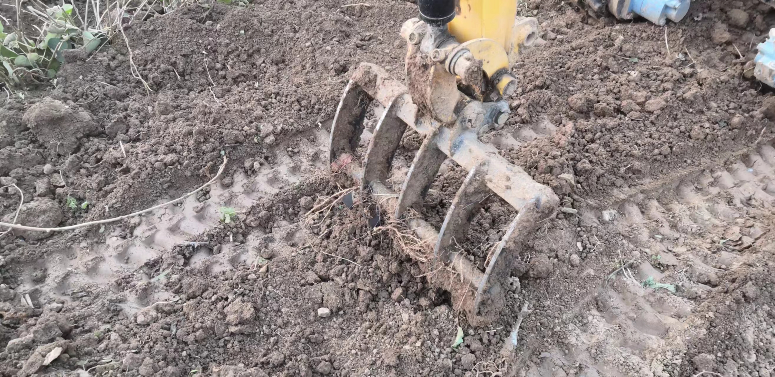 博山猕猴桃种植基地,猕猴桃产业现状及前景