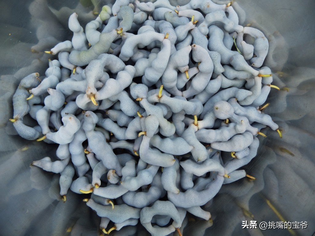 这种蓝色水果被称猫儿屎，国外人叫蓝色香肠果，原产于我国云贵川