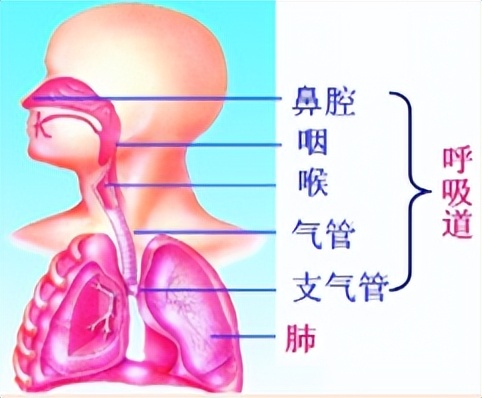 科学知识大全小学生必背,科学知识大全全集