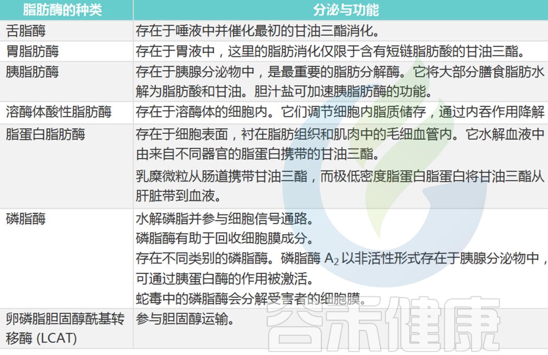 各种消化酶的作用,消化酶由哪些产品组成