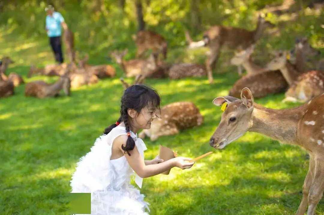 鼓浪屿可以当天预订船票攻略 (鼓浪屿还有免费的船票吗)