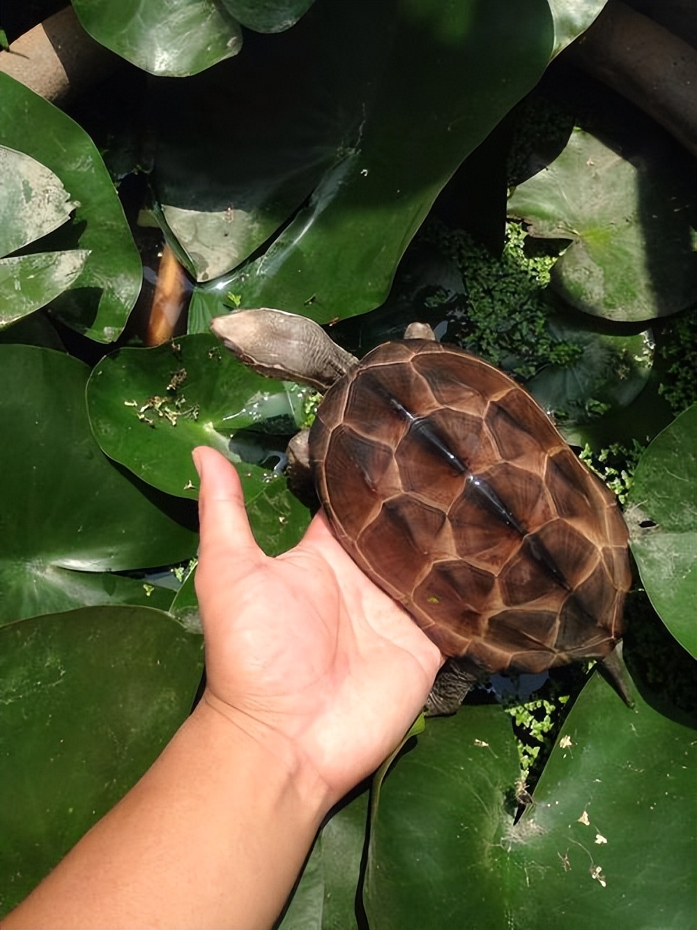 养起来成本低省心的宠物,可以互动且省心的宠物