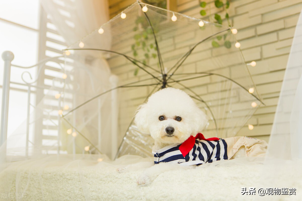 泰迪是什么类,小型泰迪属于什么犬系的