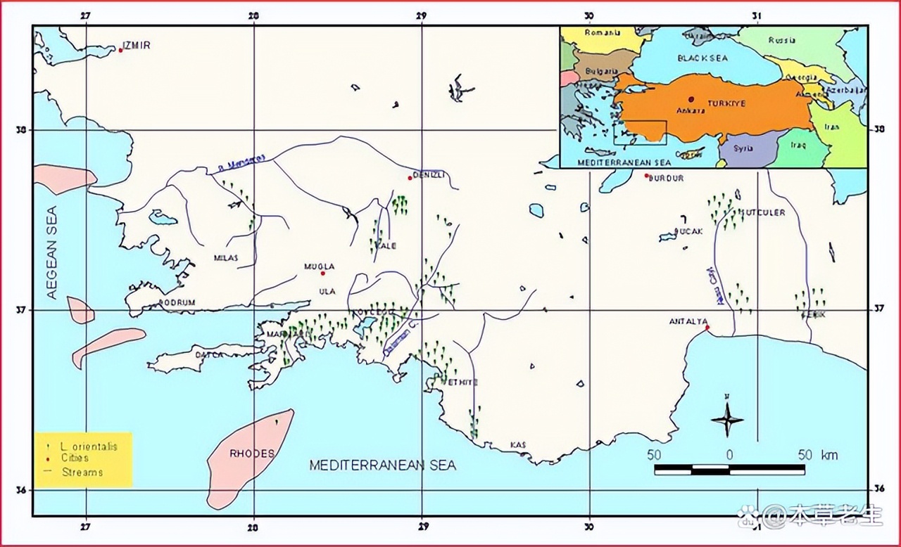 苏合香真假,苏合香哪个产地的最好
