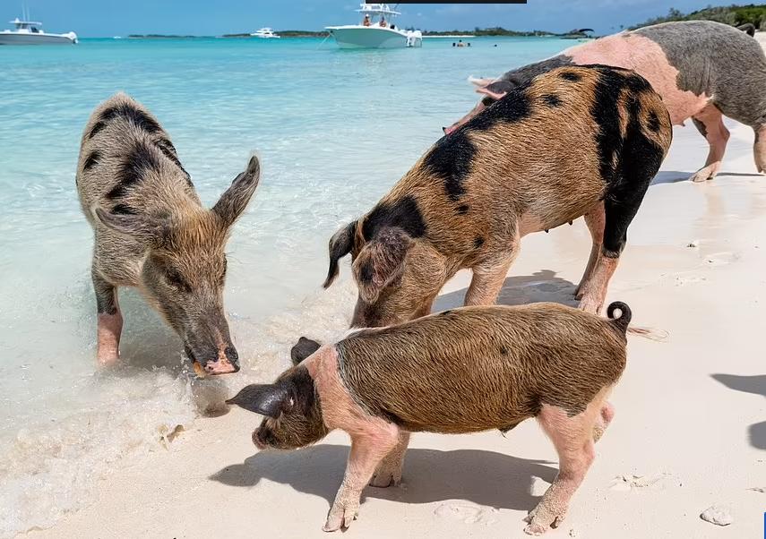 世界十大海滩风景,盘点世界上最特别的17个海滩