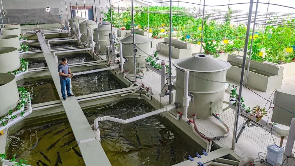 鱼菜共生哪些菜净化水质好,什么鱼和什么菜可以达成鱼菜共生