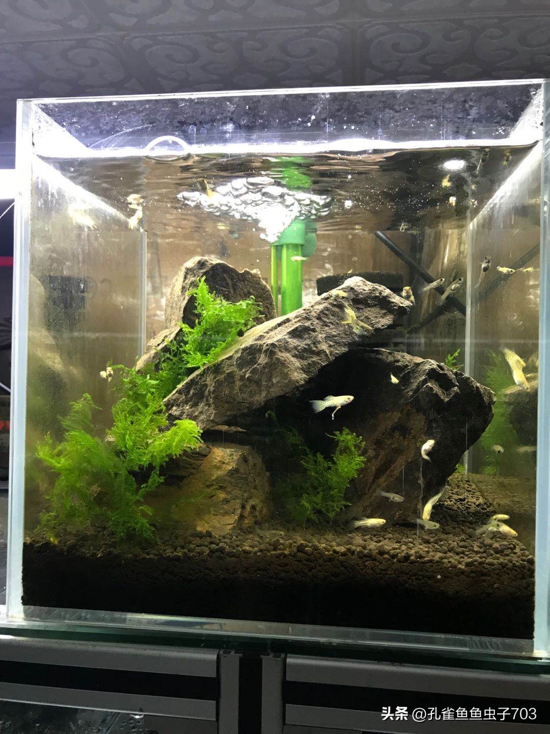 春季鱼为什么死亡如何救活,自己养的鱼无征兆死亡怎么回事