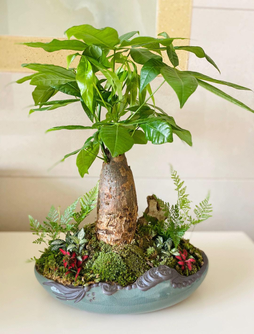 养花什么花是喜酸的,喜酸的花怎么养