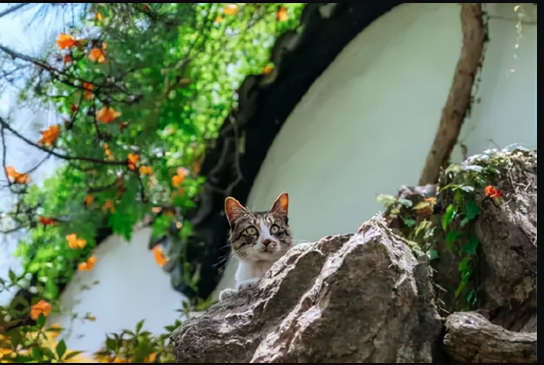 苏州最牛地级市视频,苏州为什么被称为中国最强地级市