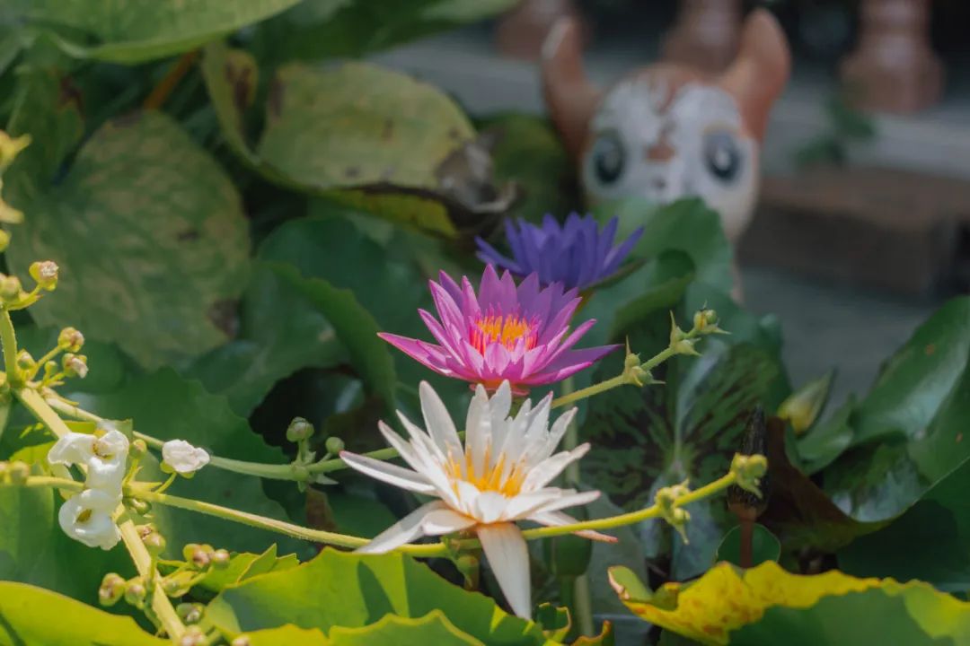 大数据推给想去泰国的朋友，万字长文玩转曼谷芭提雅