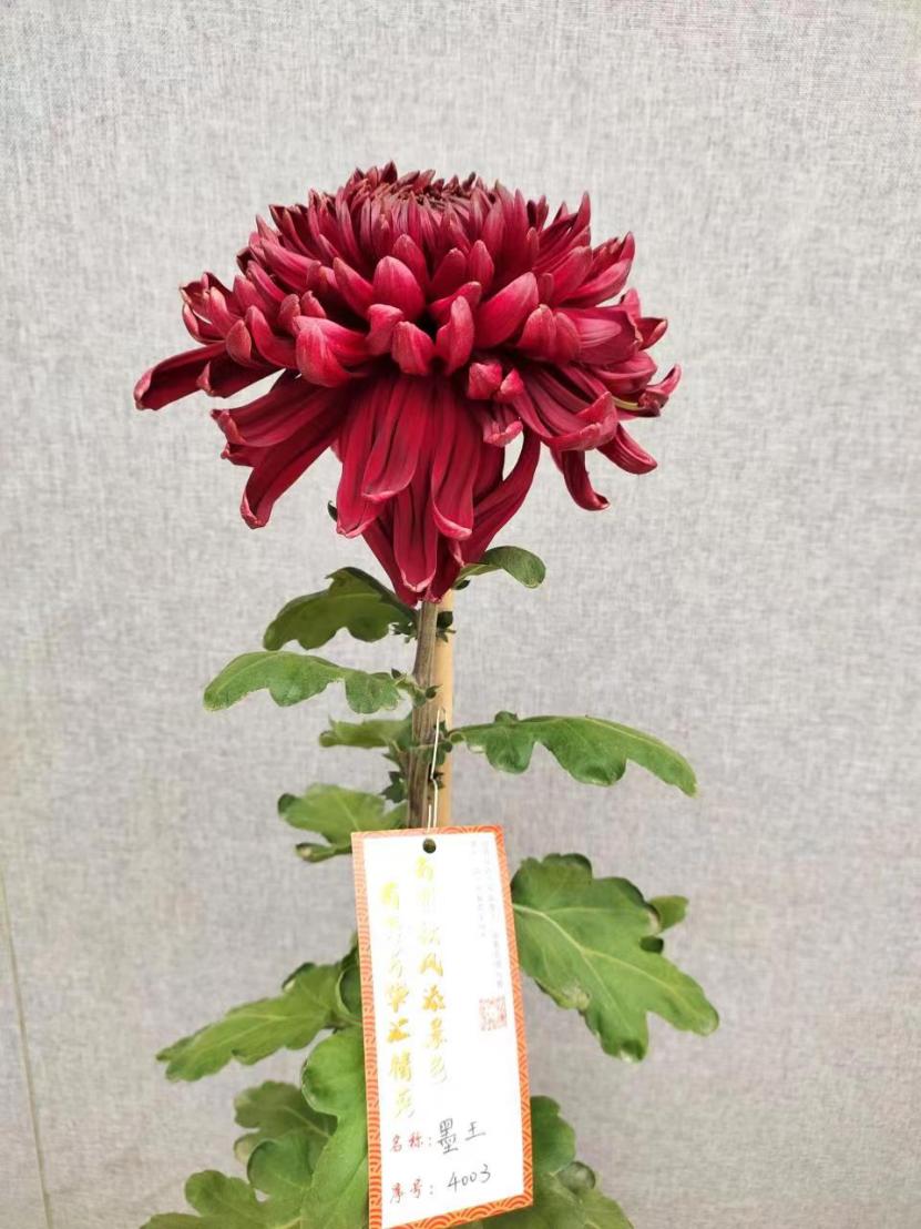 13个“菊王”，哪个才是你心目中的王者？